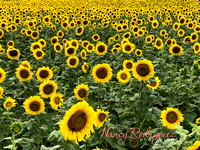 Burnside Farms Sunflowers