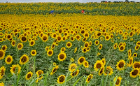 Burnside Farms Sunflowers (no logo)